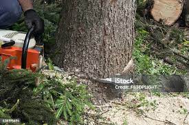 Best Seasonal Cleanup (Spring/Fall)  in Chestertown, MD