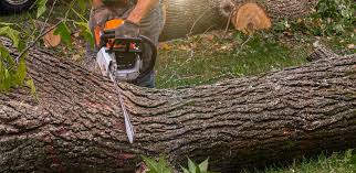 Best Hazardous Tree Removal  in Chestertown, MD
