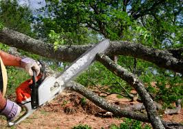Best Tree Removal  in Chestertown, MD