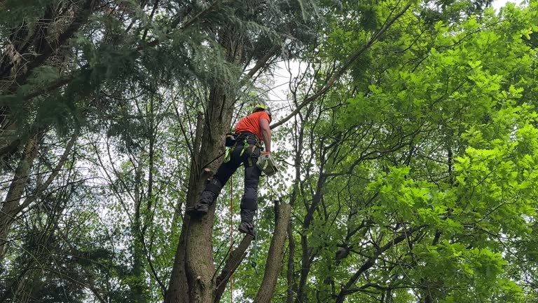 Best Tree Mulching  in Chestertown, MD