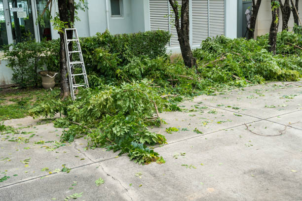 Best Lawn Disease Treatment  in Chestertown, MD