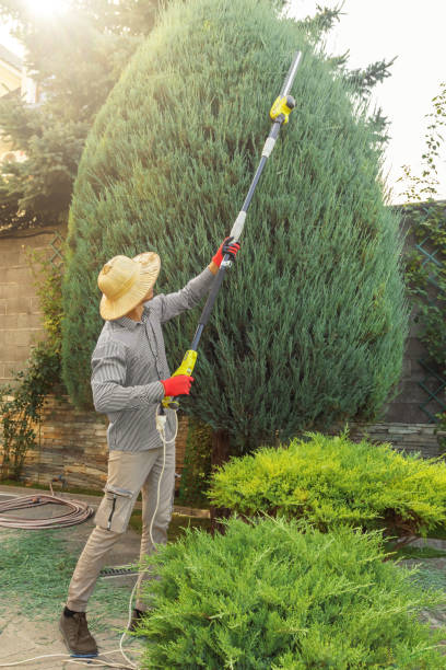 Best Emergency Tree Removal  in Chestertown, MD