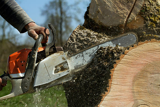 Best Soil Testing and Treatment  in Chestertown, MD