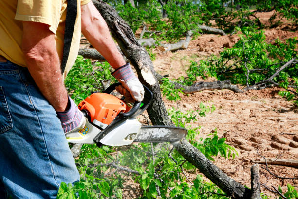 How Our Tree Care Process Works  in  Chestertown, MD